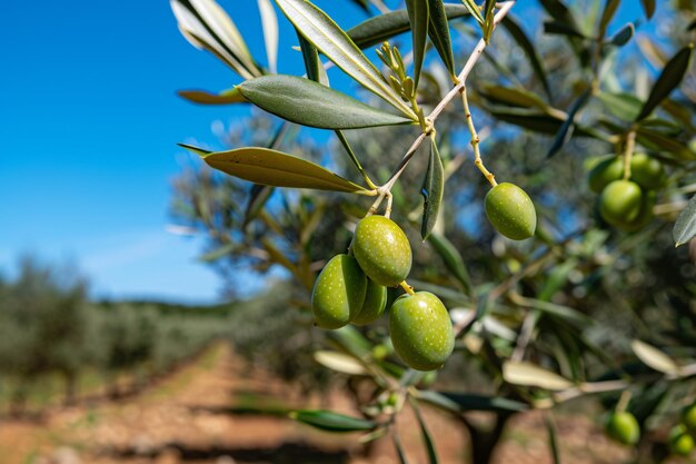 green olive trees pictures