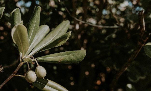 Green olives on a branch