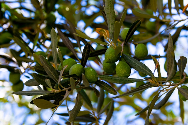 Olive verdi sui rami tra le foglie. foto a macroistruzione delle olive. foto sul tema del cibo biologico ecologico, alimentazione sana, dieta, ecologia.