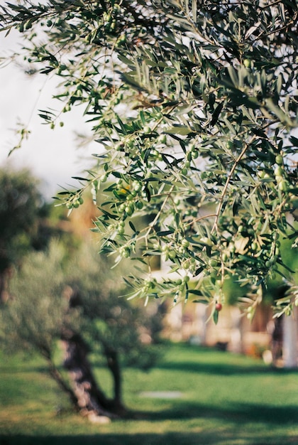 Green olives on the branches of a tree closeup