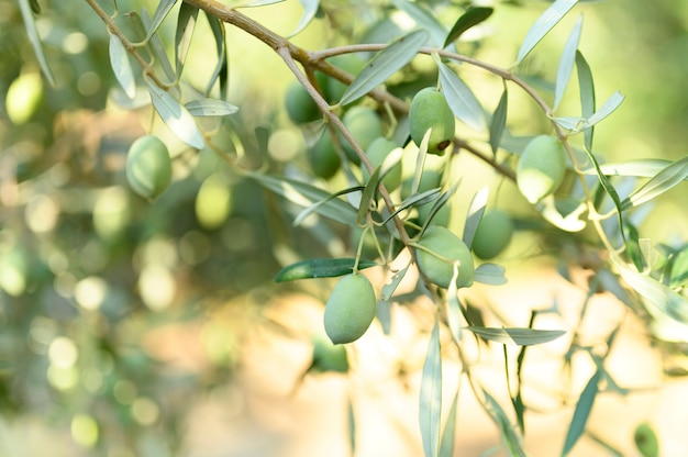 Green olives grow on a olive tree branch in the garden.