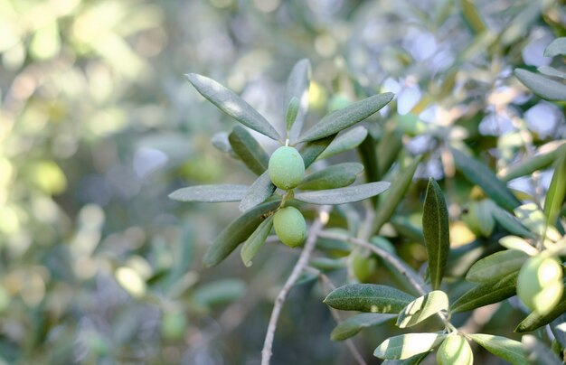 Green olives grow on an olive tree