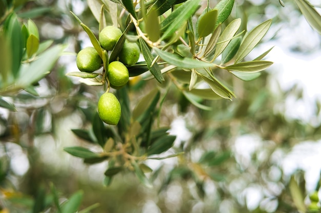 Green olives in olive groves