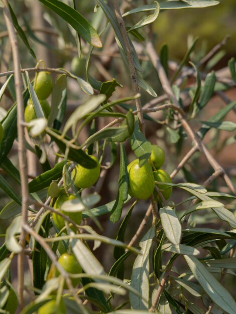 Фото Зеленые оливки на ветке дерева в солнечный день на острове в греции