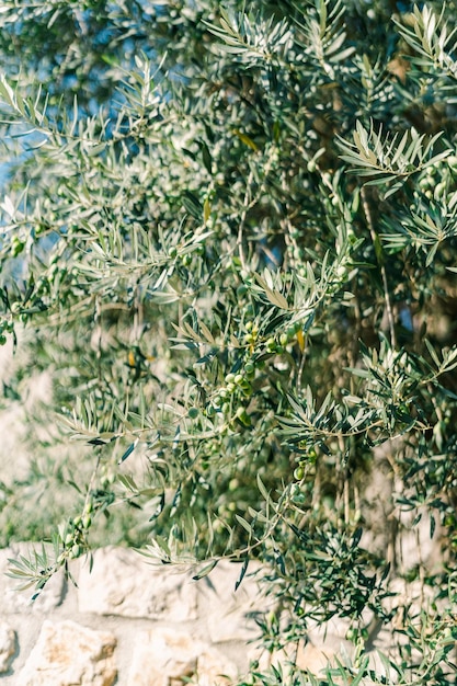 Зеленые оливковые деревья созревают на ветвях среди густой листьев