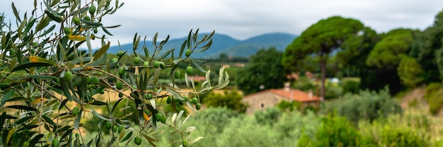 Albero di olive verdi sulla casa e sulle montagne del fondo