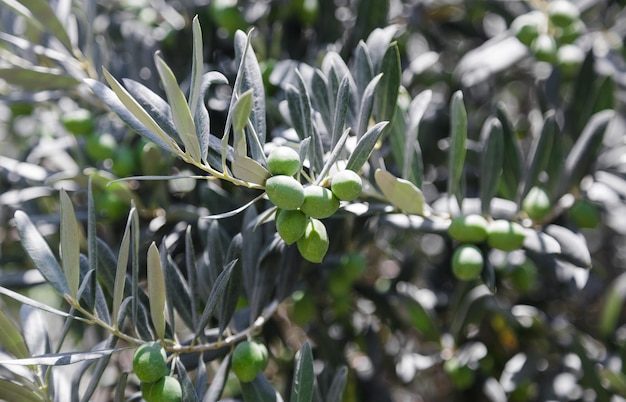 Green olives on a tree