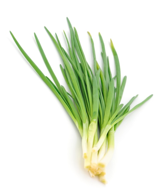 Green onion isolated