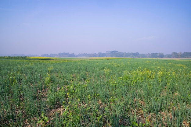 Green Onion plantation in the field of winter morning view