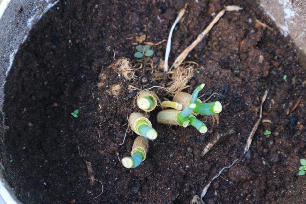 成長しているポットのネギ植物。成長中のニラ。