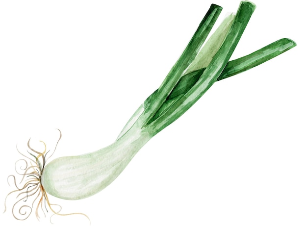 Green onion watercolor isolated element