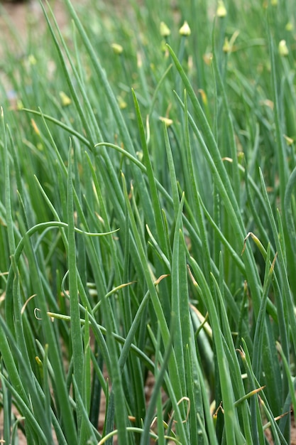 Photo green onion