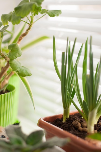 Green onions grow in the house in a pot with earth, on the windowsill in vertical format