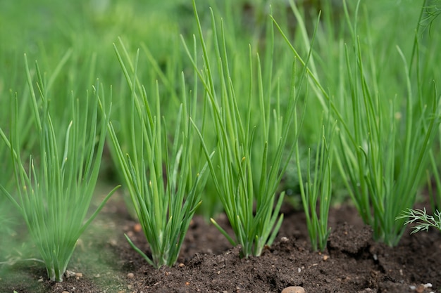 green onions grow up in the garden bed. Earth and green onion. New crop.