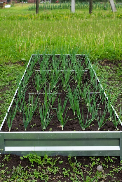 Green onions in a metal garden bed in a village garden vertical orientation