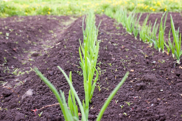 Green onions planted in a row.