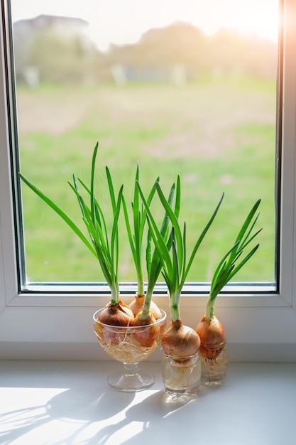 Green Onions sprout from bulbs on the windowsill of the house in the rays of the daytime sun