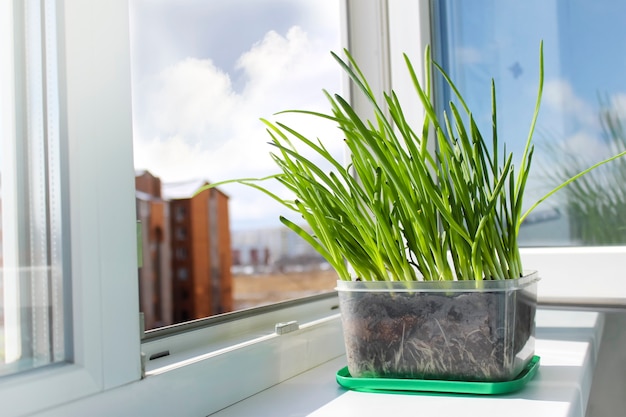 Green onions stand and grow on an open window.