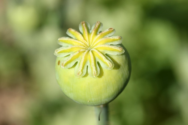 Зеленая головка опийного мака Papaver somniferum Closeup