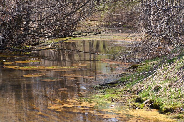 Зеленые и оранжевые водоросли на реке