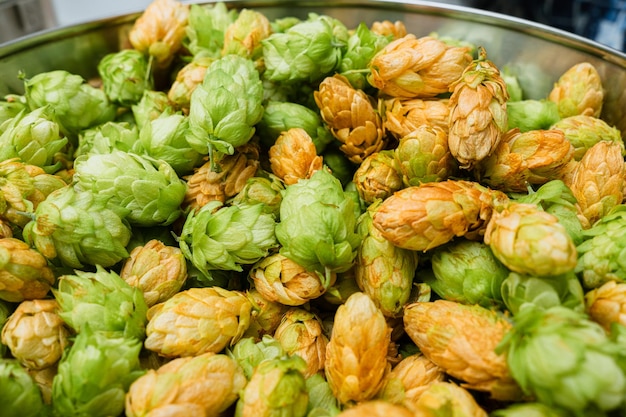 Green and orange fresh hop cones for making beer and bread in a stainless steel bowl close up macro