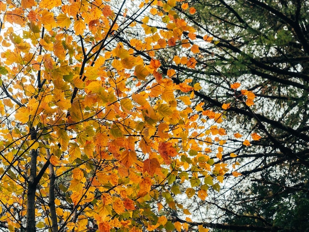 Photo green and orange leaves on maple trees