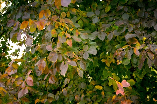 Green and orange leaves on a tree during early autumn season.