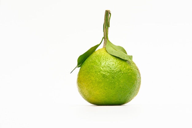 Green oranges lying on a white