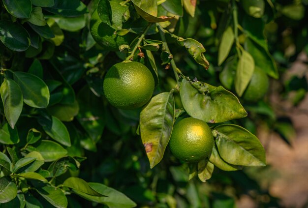 green oranges on tree branches in the evening sun 1