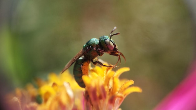 GREEN ORCHID BEE TAKE A POLLEN IN NATURE