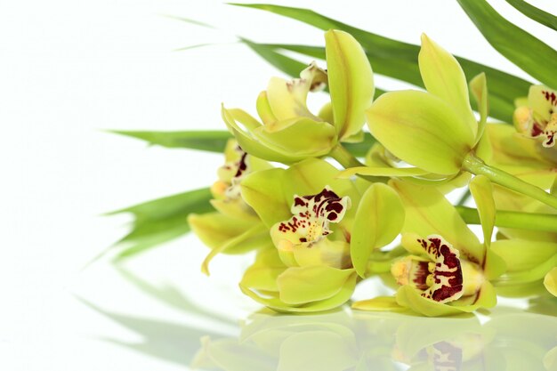 green orchid on a white background with reflection