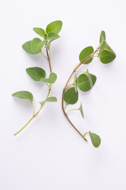 Green oregano on white background. Fresh oregano on a white scene.