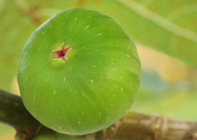 Green organic common fig in plant