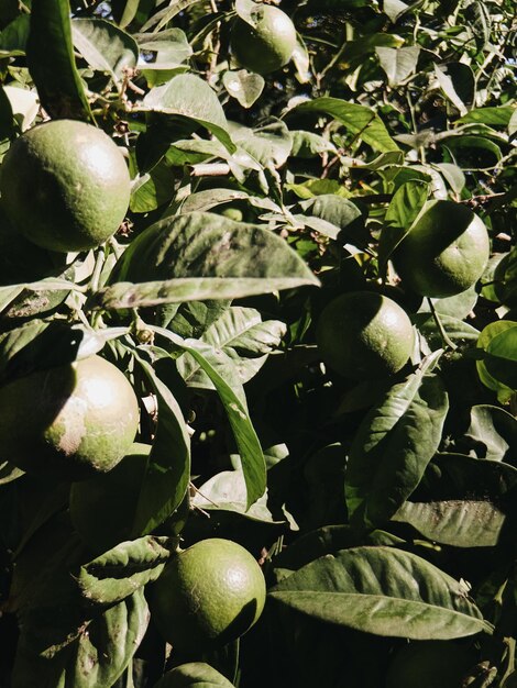 Foto foglie di frutta fresca verde biologica