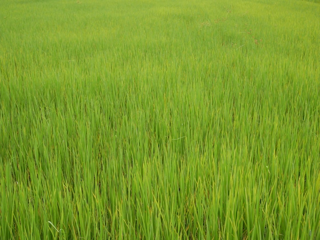 green organic rice farm