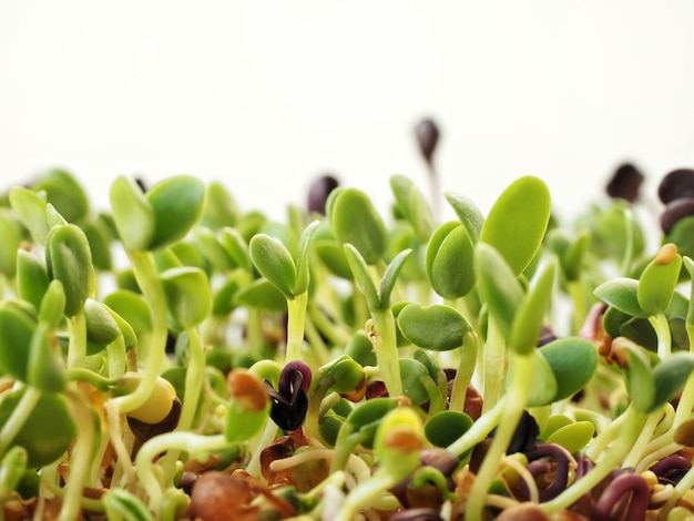 発芽トレイで成長する緑色の有機種子の芽