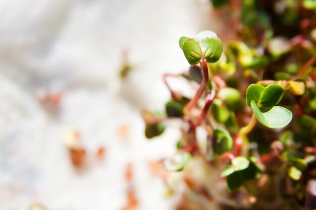 Green organic sprouts growth