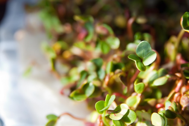 Green organic sprouts growth