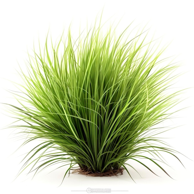Foto l'erba ornamentale verde isolata su sfondo bianco genera ai