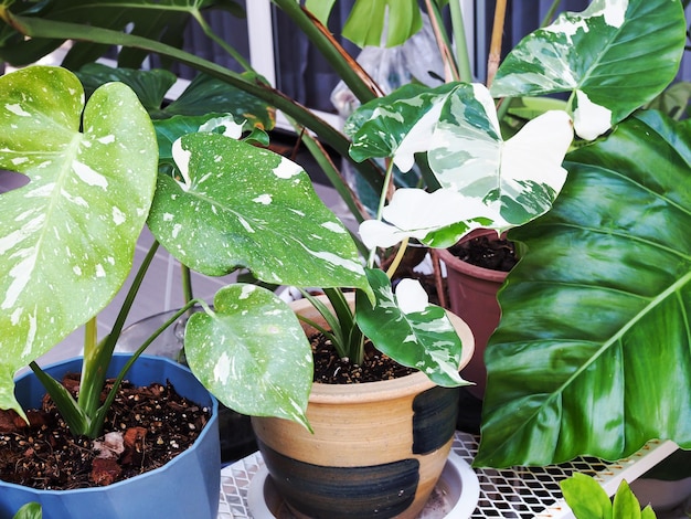 green ornamental plant in small garden at home with houseplant tropical green tree