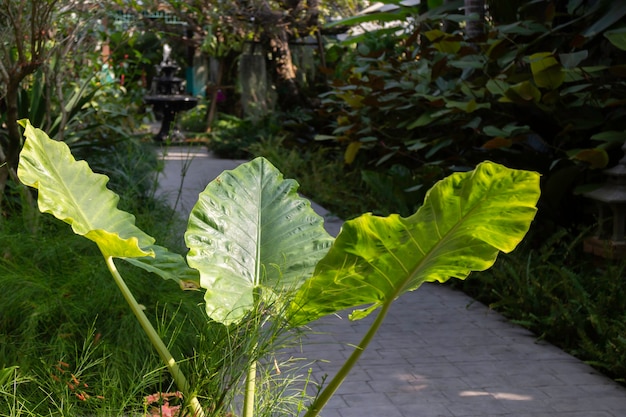 リゾート内の緑の屋外の庭の植物、ストックフォト