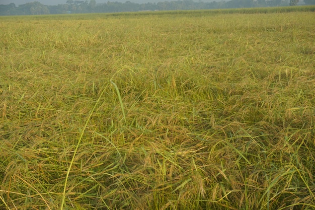 green paddy field