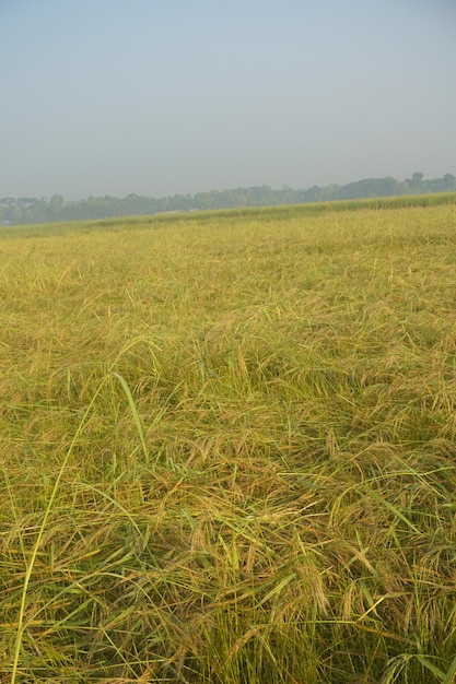 green paddy field