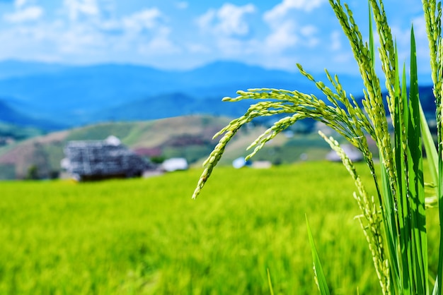 Green paddy Rice field with small bamboo hut, Chiang Mai, Thailand