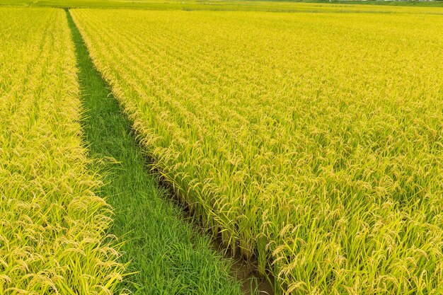 Green paddy rice field