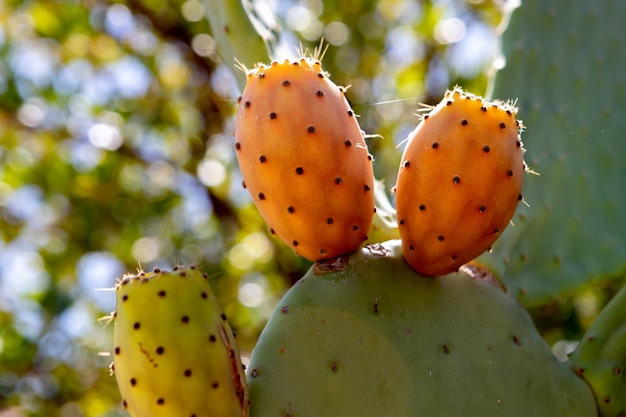 Photo green pads covered with fruit.