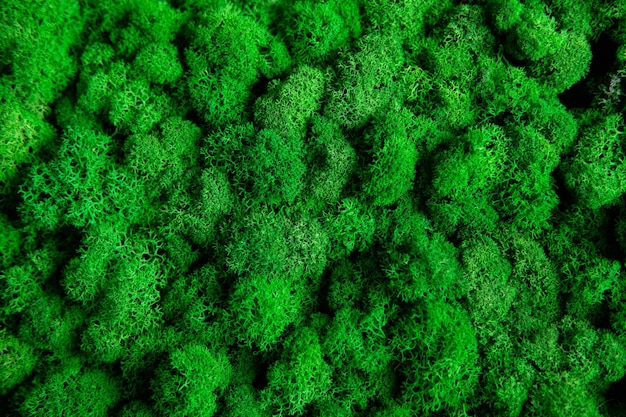 Photo green painted moss yagel for interior decoration