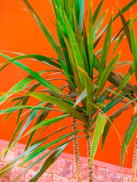 Фото Зеленая пальма на фоне коралловых тонов концепция тропического отдыха креативная летняя концепция крупный план тропического модного растения на кораллах