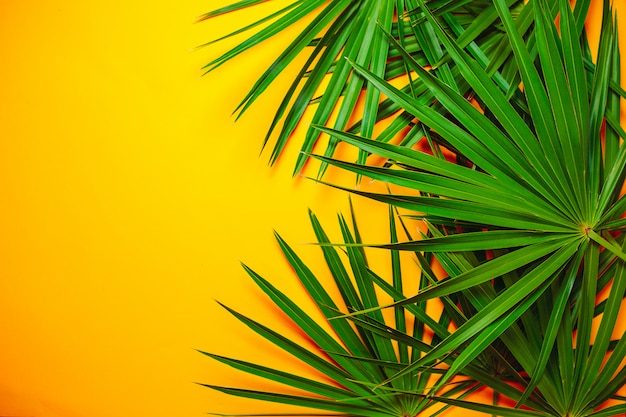 Green palm branches on the orange background.