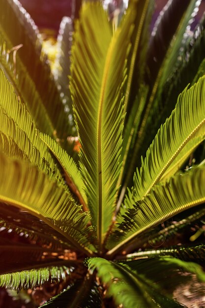 Зеленые пальмовые кусты в лучах заходящего солнца. фон